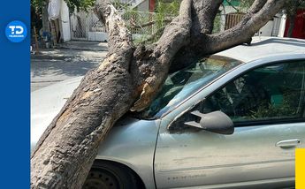 Árbol cae sobre auto en Monterrey | Pedro Delgado