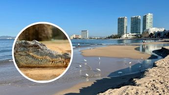 Presencia de cocodrilos en las playas de Puerto Vallarta / Especial