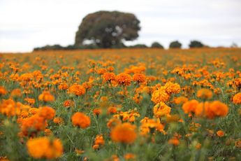 Campos de flor de cempasúchil en Santa Isabel Cholula | Andrés Lobato