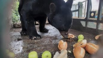 A las 11:00 de la mañana de este jueves regresaron al ejemplar de oso negro a la sierra que conecta con el municipio de San Buenaventura y Nadadores,