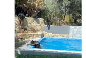 Osos entran a jardín de una vivienda en San Pedro │ Telediario.