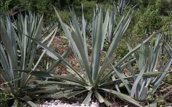 Agave Mezcalero / Agencia Enfoque