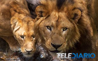 Leones en Africam Safari / Andrés Lobato