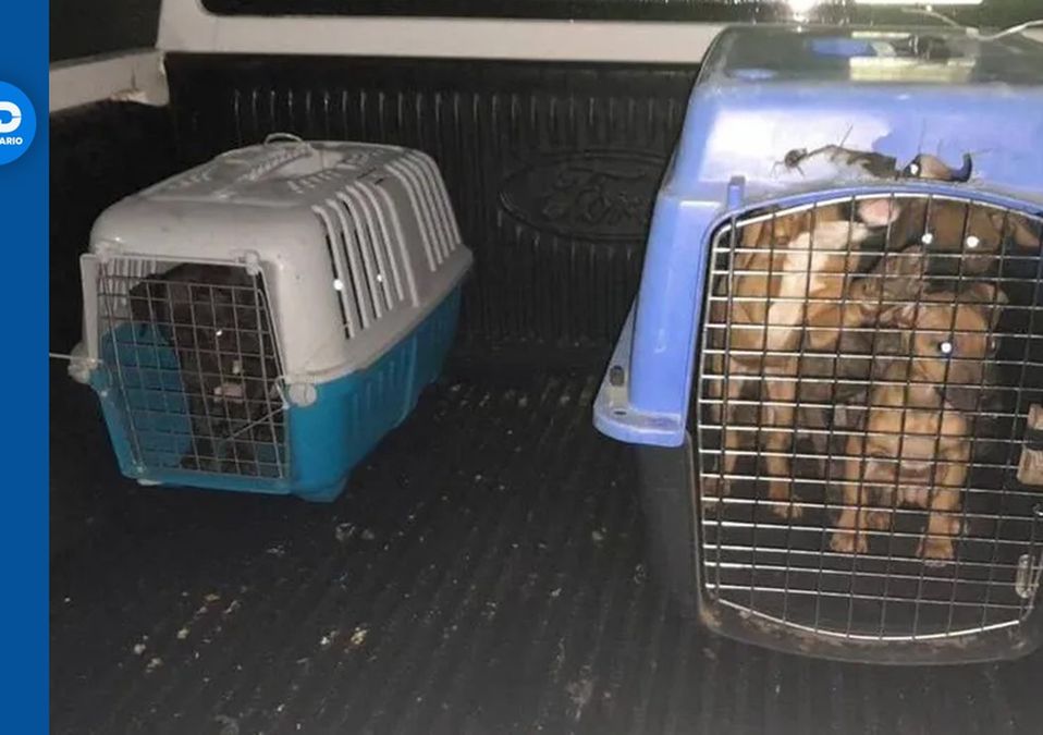 Multan con más de un millón de pesos a propietario de criadero de perros en Monterrey. | Especial