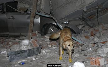 Perrito rescatista salva a 5 personas en Turquía / TRT Haber.