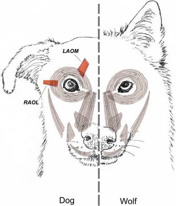Musculatura facial de un lobo y un perro. | Investigación Revista PNAS