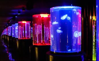 Acuario en Monterrey 2024 | Especial