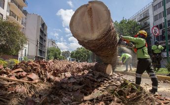 Las palmeras sucumbieron ante los efectos del cambio climático / Quintanar