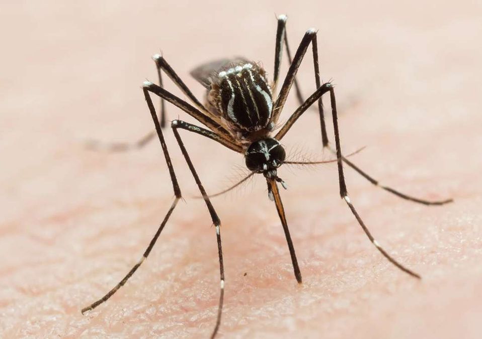 Los casos de dengue van en aumento en Nuevo León. | Archivo