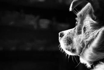 Maltrato animal | ARCHIVO