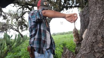 Así se cazan las ratas. | Dany Béjar