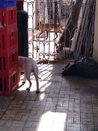 Al menos tres perritos se encuentran encerrados y sin comida en el inmueble asegurado. | Agustín Martínez