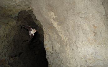 Entrada de la cueva de los murcielagos.