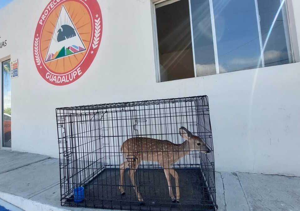 Venado rescatado en Guadalupe / Leyda Estrada