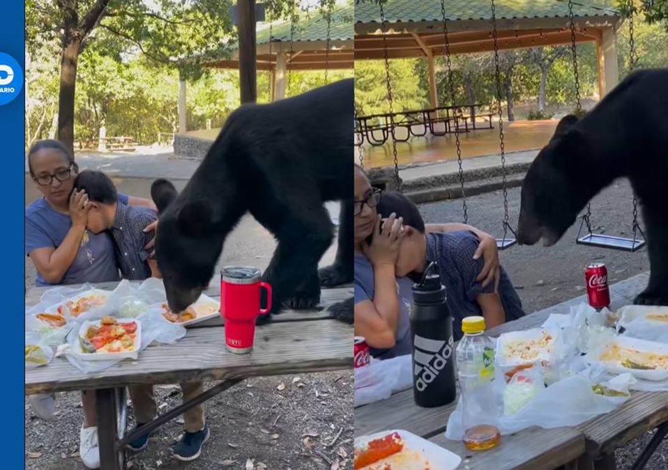 Oso devora comida de familia en Chipinque. | Especial