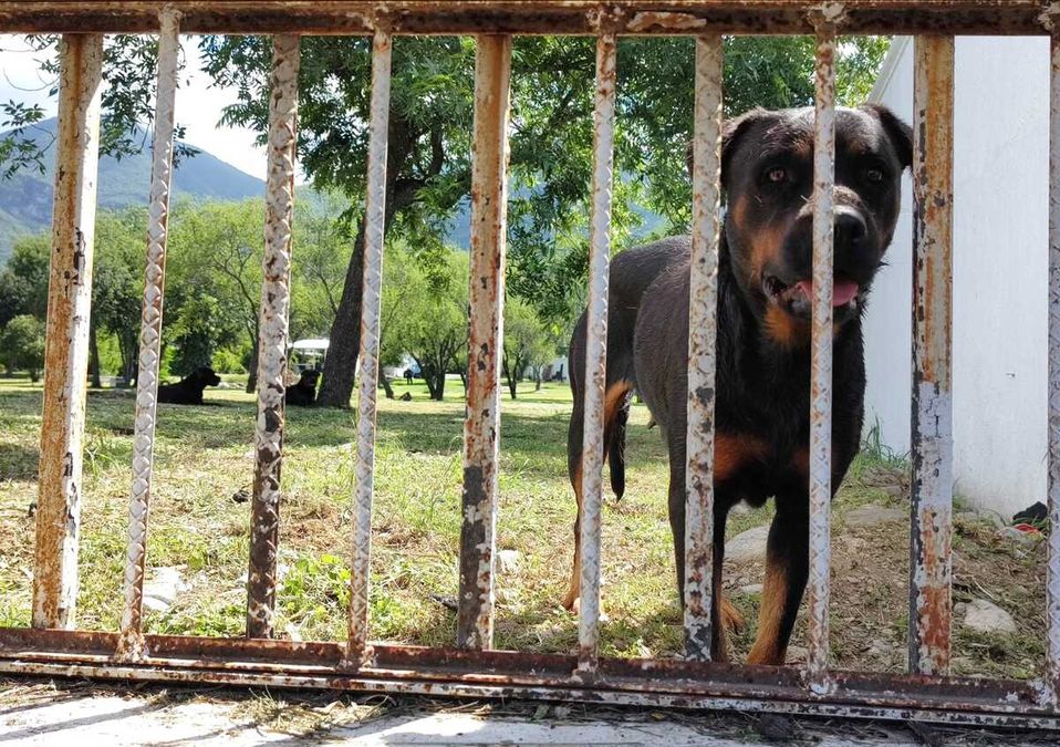 Los canes salieron de la propiedad que cuidaban e ingresaron a la quinta “El Retiro”. | Agustín Martínez