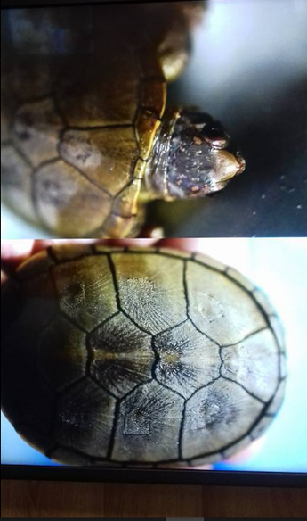 La especie fue descubierta apenas en el 2018. | Telediario Especial
