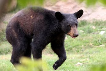 Nuevo León crea Norma Emergente para protección de osos | Especial