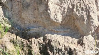 Los fósiles del gliptodonte consisten en dos fragmentos del caparazón y varios osteodermos sueltos | INAH