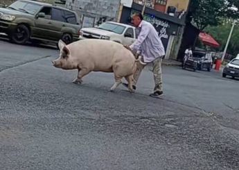 El video fue publicado por un conductor que estaba en la zona, quedando impresionado por ver a un cerdo suelto. | Especial
