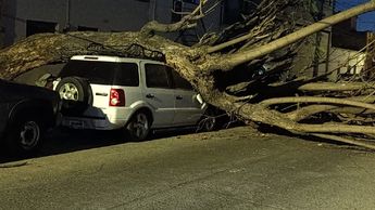 Árbol que cayó encima de una camioneta en Guadalajara / Vicente Torres