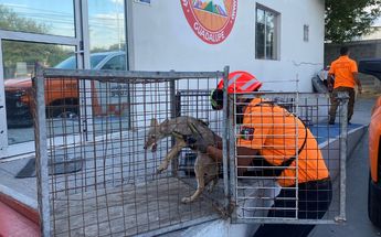 Coyote encontrada en colonia de Guadalupe será liberada en su hábitat / Cinthya Pardo