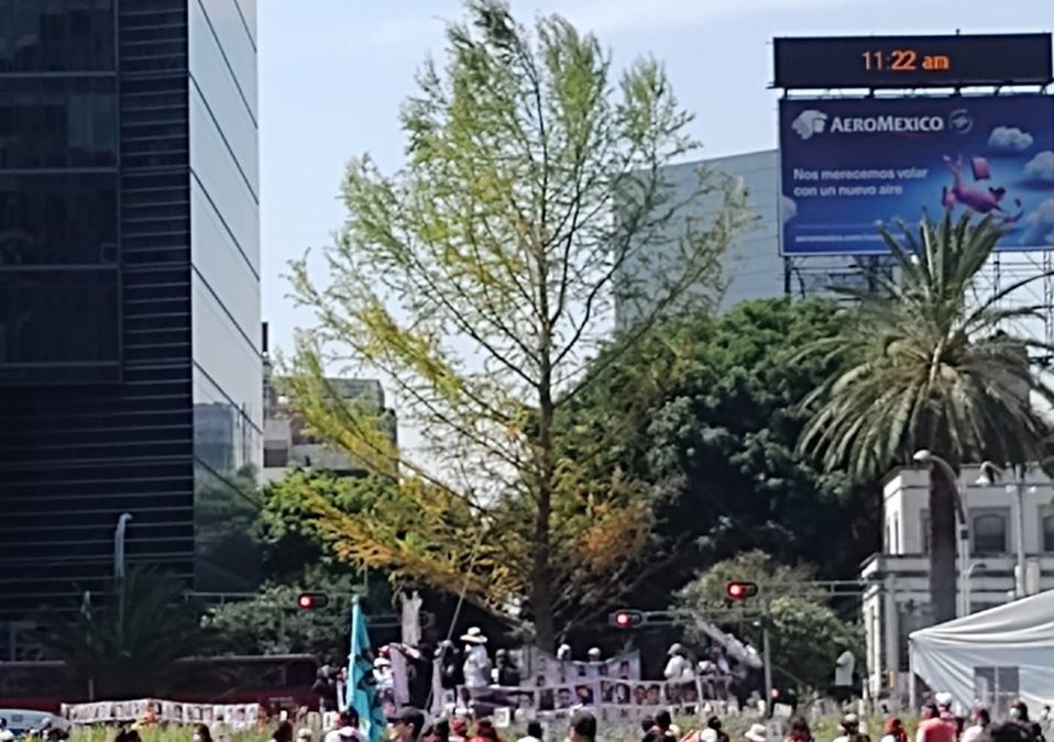 Ahuehuete de Reforma /César Velázquez