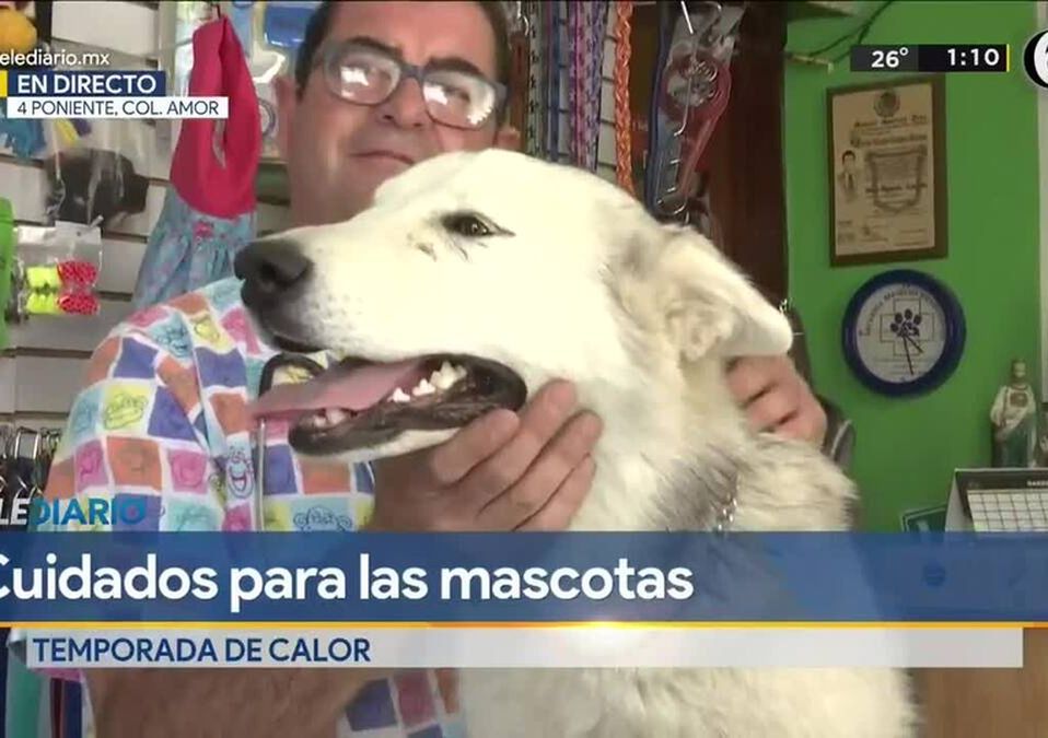 Cómo cuidar a las mascotas de un golpe de calor