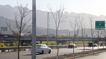 Plantan árboles secos en avenida Constitución | Luis Guerra