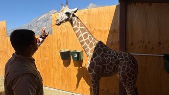 La jirafa bebé no tiene nombre aún.| Especial