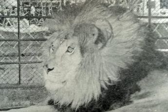 León del zoológico del Paseo Bravo / Colección Puebla Antigua