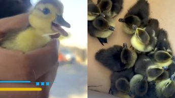 Familia de patitos rescatada en Monterrey