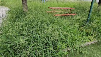 Reportan hierba de más de 2 metros de altura en parque de Monterrey | Fabricio Gallegos