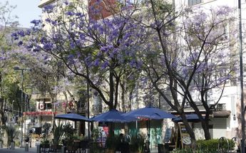 Sazón de una ciudad viva / Nicole Sandoval
