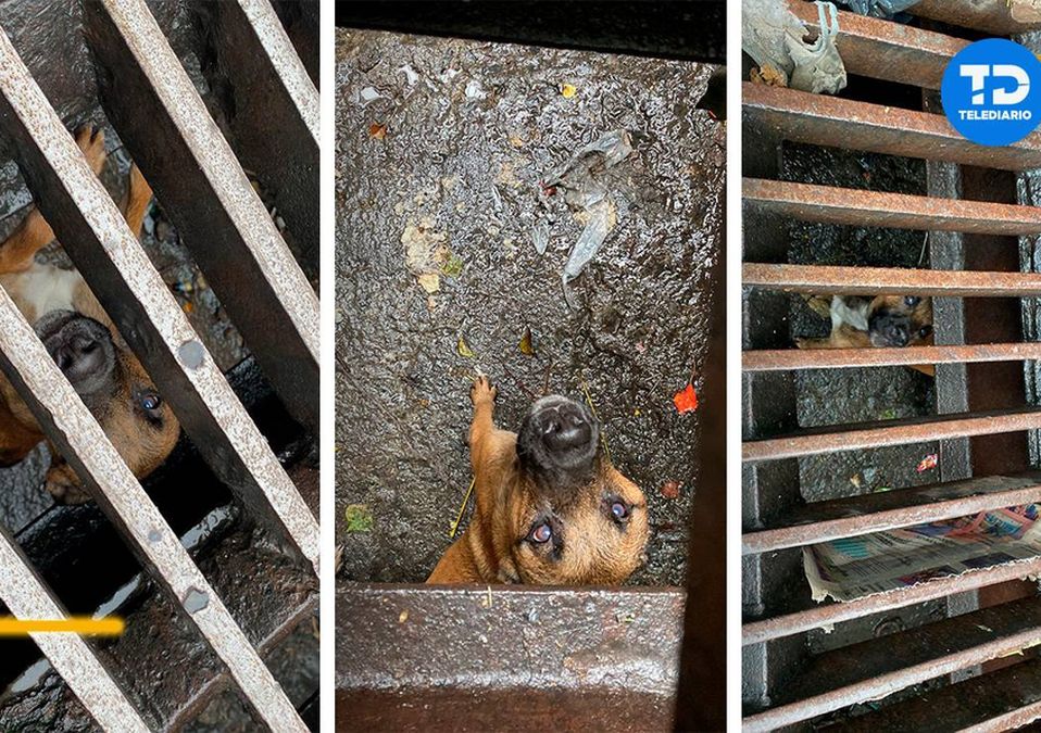 Perrito atrapado en alcantarilla en Monterrey / Edgar Plata