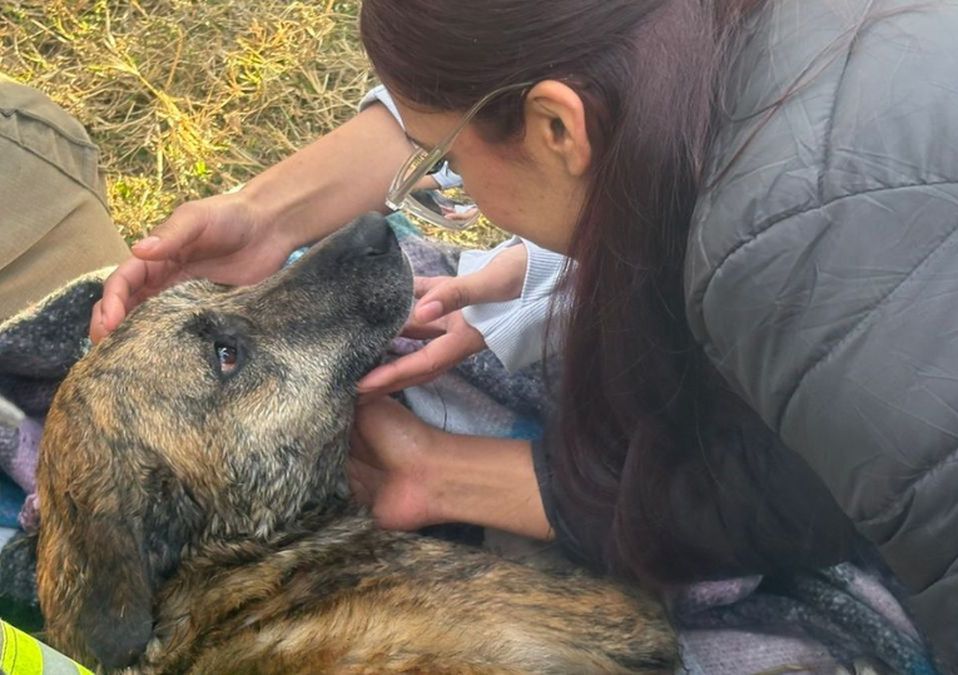 "Pinta" escapó del domicilio junto a otra mascotas y al salir cayó en la cisterna.| Especial