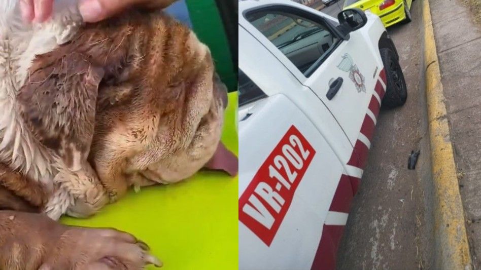 El conductor, quien viajaba con su perro de nombre Bogart, explicó a los oficiales que el animal necesitaba agua | Redes sociales