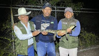 La captura de 'Baltazarina' estuvo a cargo del biólogo Gerónimo Domínguez Lazo |