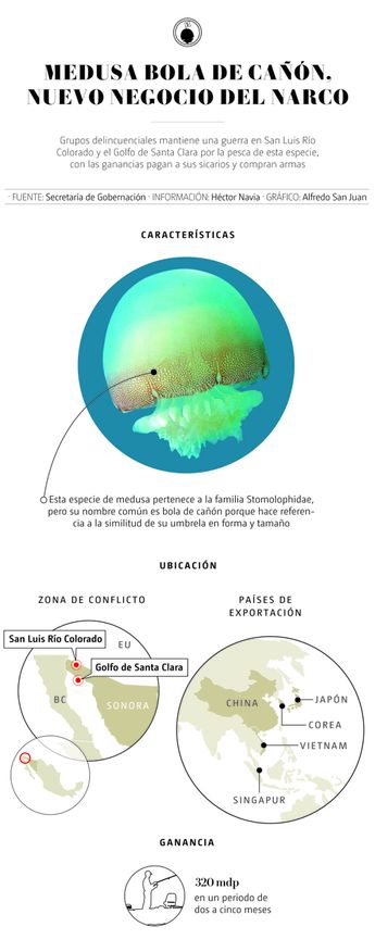 Medusa bola de cañón. | Gonzalez Baldomero