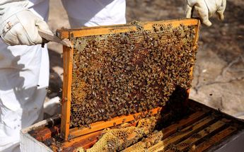 Se ha detectado la mortandad de abejas melíferas en los apiarios de Gómez Palacio.
