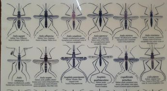 Más del 75 por ciento de personas pueden estar contagiados por Dengue y no saberlo | Telediario