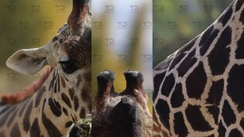 Benito tiene características únicas de entre los miembros de su manada en Africam Safari / Andrés Lobato