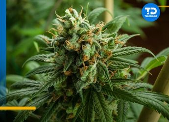 Dentro de la Ley Federal para la Regulación del Cannabis se establece que las personas sí podrán hacer uso lúdico de la marihuana.