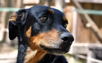 Nezahualcóyotl aprueba más sanciones por maltrato animal/ Pixabay