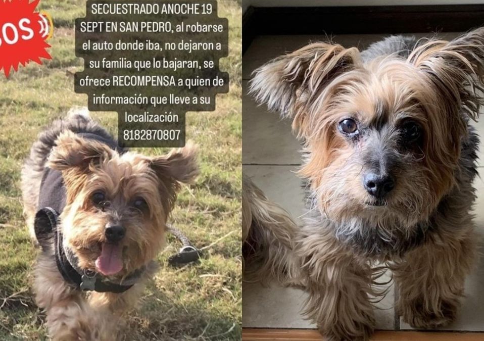 Reportan robo de camioneta con todo y perro en San Pedro | Especial
