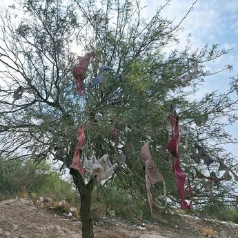 Se desconoce cómo llegaron los primeros brasieres a dicho árbol