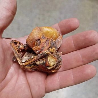 Extraña criatura en Monterrey | Especial