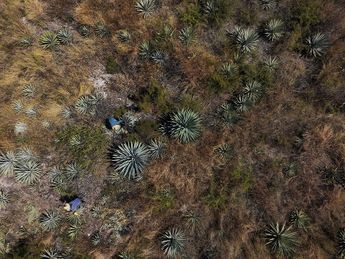 Desde las alturas, así inicia el proceso para la producción de mezcal en Tepeojuma, Puebla / Andrés Lobato
