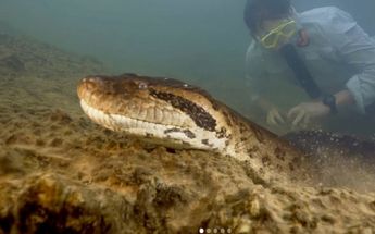 Anaconda más grande del mundo es descubierta en la selva amazónica