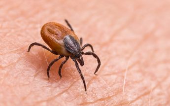 La rickettsiosis es una enfermedad bacteriana transmitida por la picadura de garrapatas